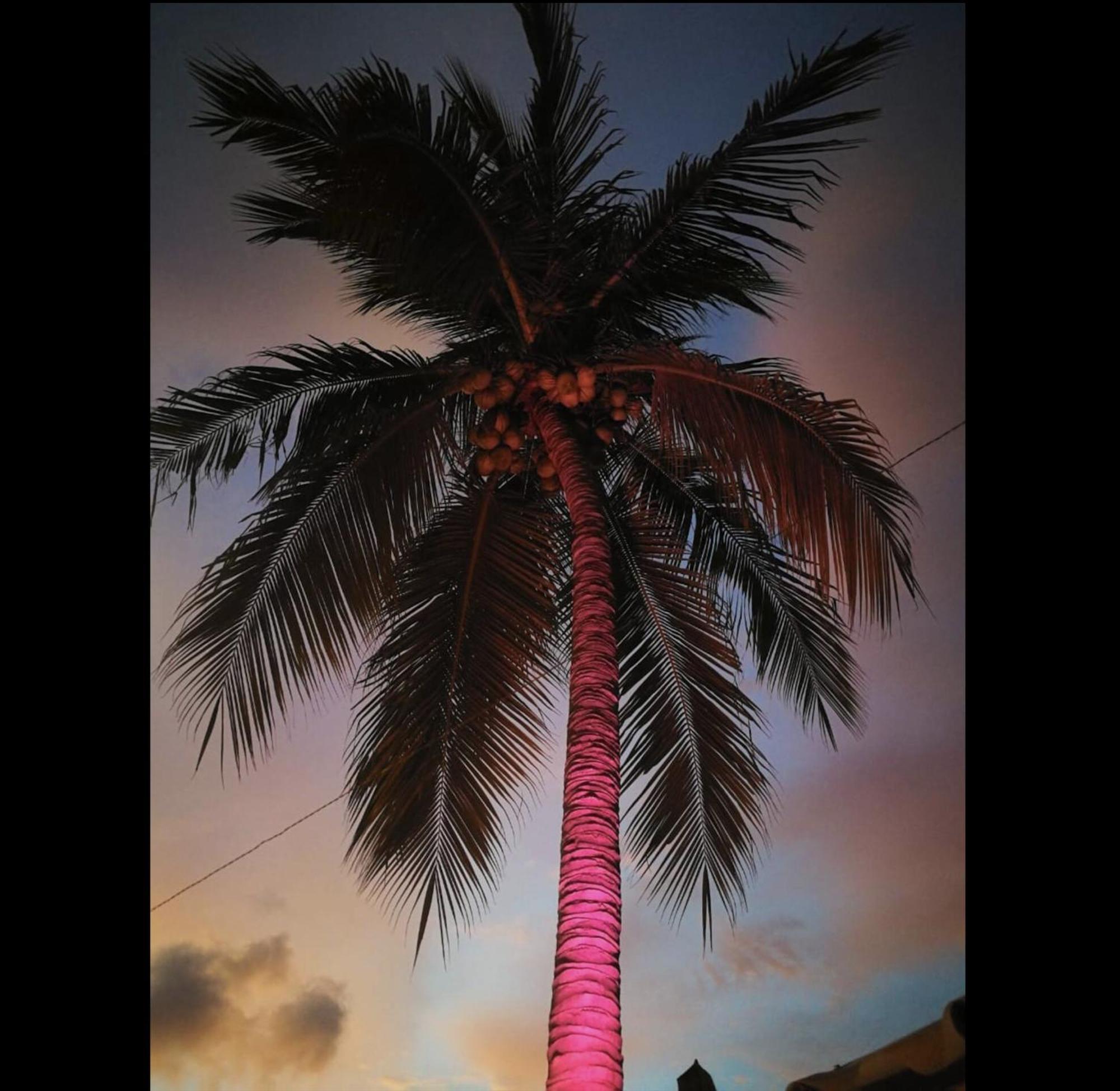 La Palmera Hostel プエルト・エスコンディード エクステリア 写真